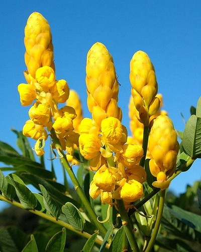 Cassia alata candlestick - cassia,
