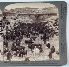 Cattle Market Day in Lower