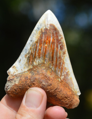 Beautiful 5 javan - beautiful, 3.5"