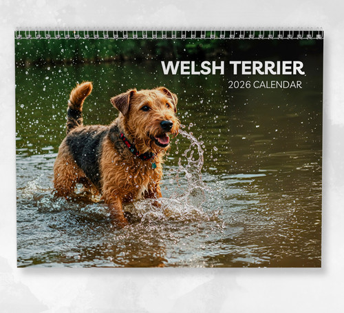 Welsh terrier calendar 2026 - welsh,