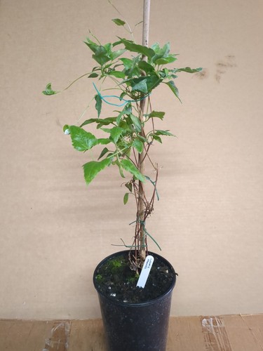 Evergreen winter flowering - evergreen,
