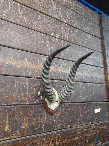 Antique taxidermy horns skull - horns,