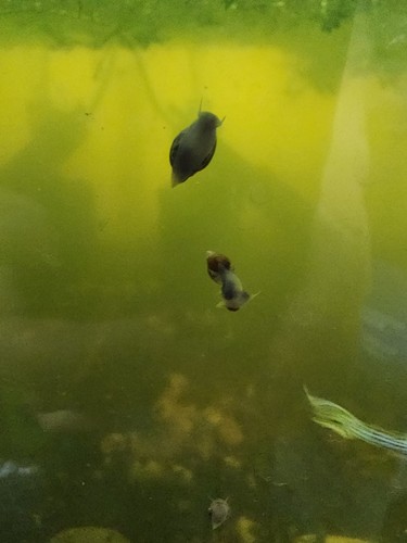 Live pond cleaner - pond, cleaner/feeder