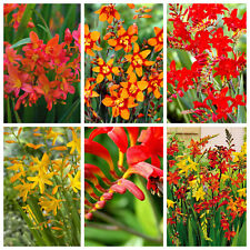 Selection of Crocosmia Bulbs/Corm Summer Hardy Perennial Plant-Species to Choose