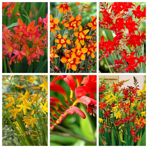 Selection crocosmia - selection, of
