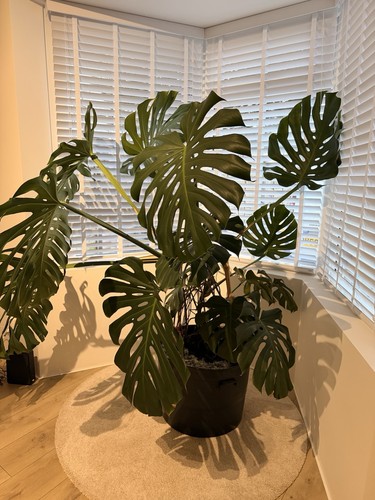 Monstera deliciosa swiss - deliciosa,