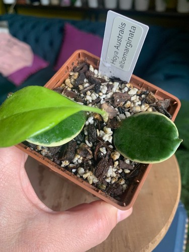 Hoya australis albo young - hoya,