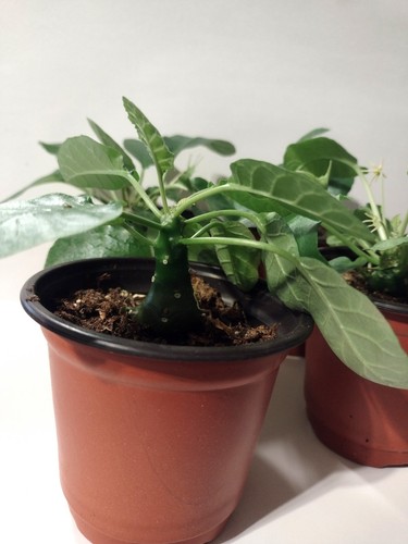 Dorstenia grown a 3 - grown, 3"