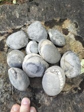 10 x SMALL -MEDIUM SPLIT YOURSELF AMMONITE  NODULES  YORKSHIRE UK  FOSSILs D