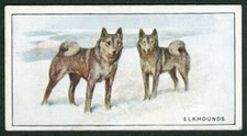 ELKHOUND WILLS 1926 NEW ZEALAND ISSUE DOG CIGARETTE CARD  13 NORWEGIAN ELKHOUND