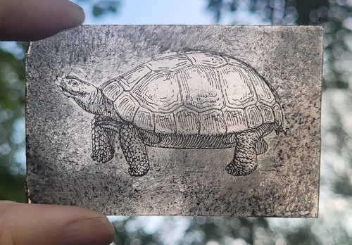 Stained glass tortoise - stained,