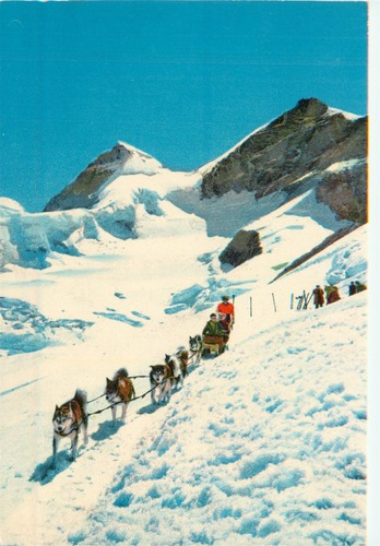 Dog sled team - sled,