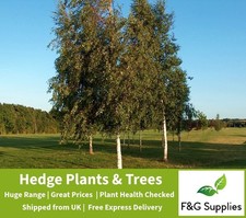 Silver Birch native bare root tree saplings whips hedging plants hedge - Presale