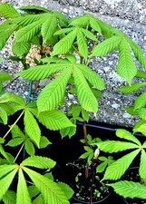 2 Year Old Conker Tree Sapling