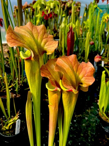 Sarracenia golden eagle - sarracenia, x