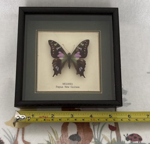 Framed vintage taxidermy real - framed,