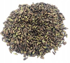 Birch Buds Dried Herb ( betula