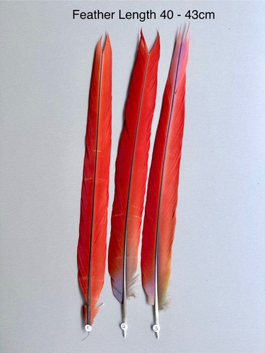 Parrot macaw feather crafts - parrot,