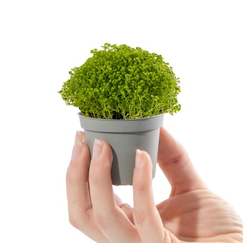 Baby meadow spikemoss plant - meadow,