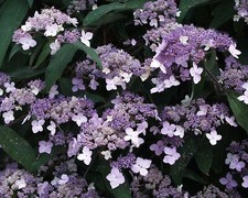 Hydrangea aspera Villosa -