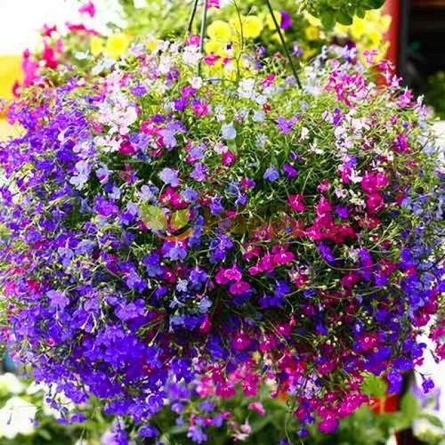 7500 seeds trailing - 7500,