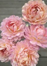 RARE Dahlia HAPET OLD CHARM