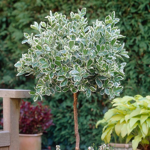 Euonymus emerald gaiety - euonymus,