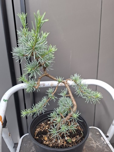 Part trained blue cedar - part,