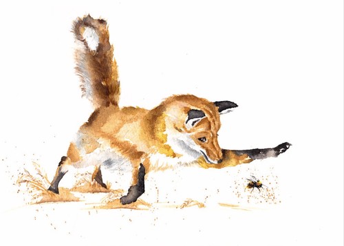 Red fox wildlife - a4, print