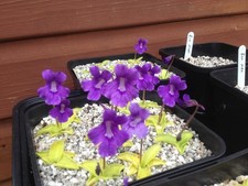 Pinguicula Grandiflora  Seed 2025 Harvest