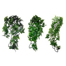 Komodo philodendron hanging - komodo,