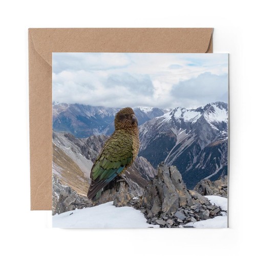 Blank greeting card kea - x,
