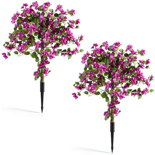 Pack bougainvillea - pack,