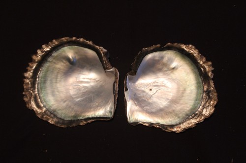 Superb blacklip pearl oyster - 'blacklip,