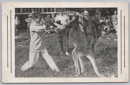 Bostock boxing kangaroo - bostock's,
