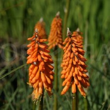 Kniphofia galpinii / Dwarf Red