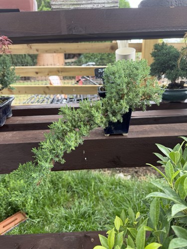Trailing juniper bonsai - trailing,