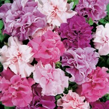 Flower - Petunia Hybrid Double
