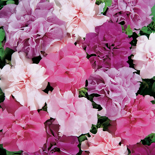 Flower petunia hybrid - -, double