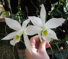 Cattleya / Laelia anceps var.alba Species Orchid FS not in bloom