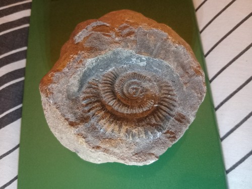 Large hildoceras ammonite - large,