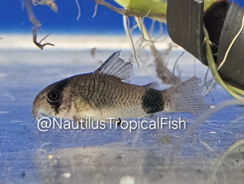 Healthy panda cory - healthy, –