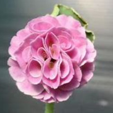 Primula Auricula Susannah