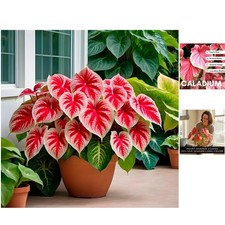 6 Easy-to-Grow Crimson