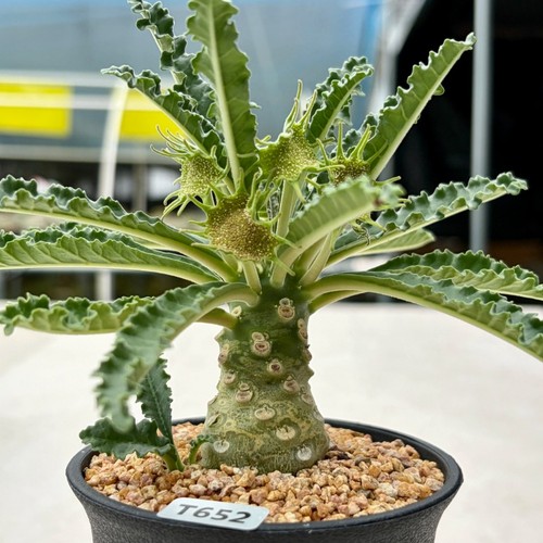 3cm succulent cactus plant - 3cm,