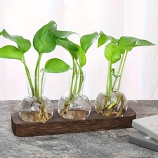 Glass Plant Propagation