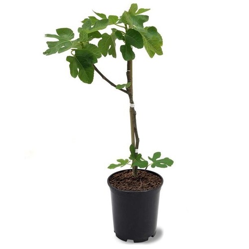 Fig tree brown turkey in - in, a