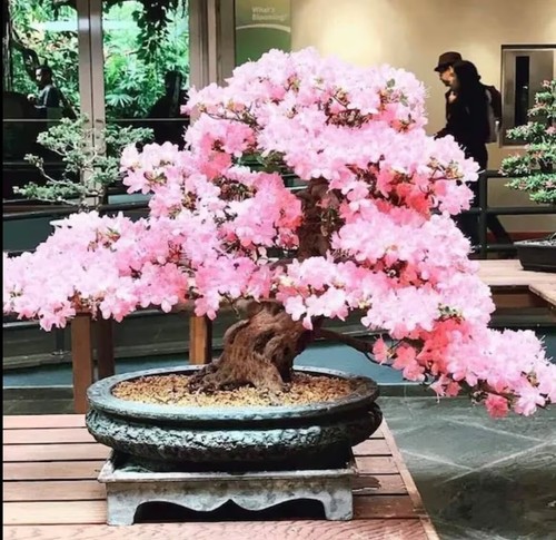 Pink cherry blossom - cherry,