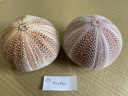 Large scottish sea - scottish, urchins