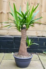 Mature yucca elephantipes - mature, 90cm